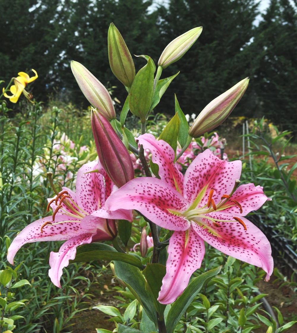 Mak-Leek Specials — The Lily Garden